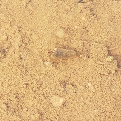 Leptestheria compleximanus