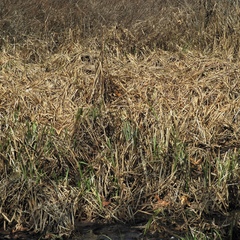 Carex lacustris