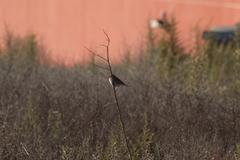 Passerculus sandwichensis