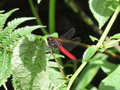 Orthetrum chrysis