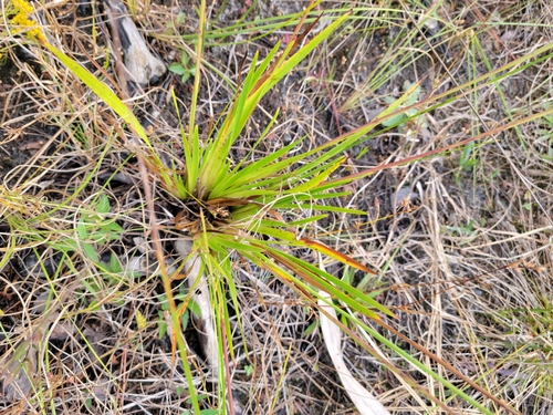 Image of Xyris ambigua by (c) Jay Horn, some rights reserved (CC BY)