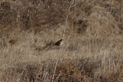 Passerculus sandwichensis