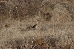 Passerculus sandwichensis
