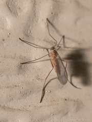 Lestremiinae