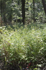 Dichanthelium microcarpon