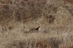 Passerculus sandwichensis