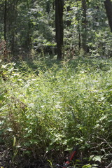 Dichanthelium microcarpon