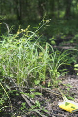 Dichanthelium microcarpon
