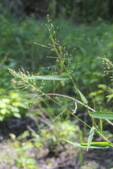 Dichanthelium microcarpon
