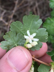 Ribes oxyacanthoides setosum