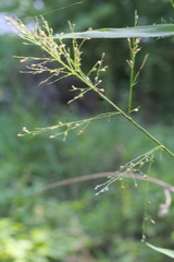 Dichanthelium microcarpon