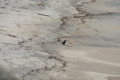 Quiscalus lugubris
