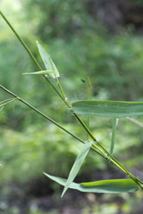 Dichanthelium microcarpon