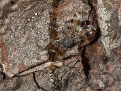 Pseudotephritis