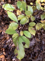 Coptodisca splendoriferella