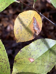 Coptodisca splendoriferella