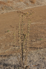 Heterotheca grandiflora