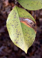Coptodisca splendoriferella