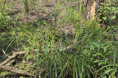Carex lupuliformis