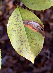 Coptodisca splendoriferella