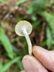 Hygrophorus pusillus