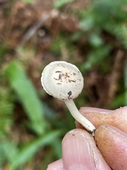 Hygrophorus pusillus
