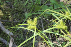 Carex lupuliformis