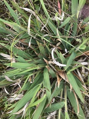 Carex gynodynama
