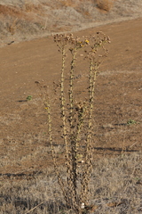 Heterotheca grandiflora