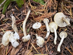 Hygrophorus pusillus