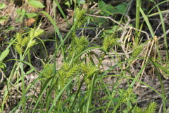 Carex lupuliformis