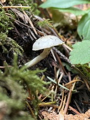 Hygrophorus pusillus