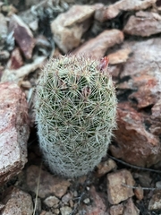 Escobaria chihuahuensis