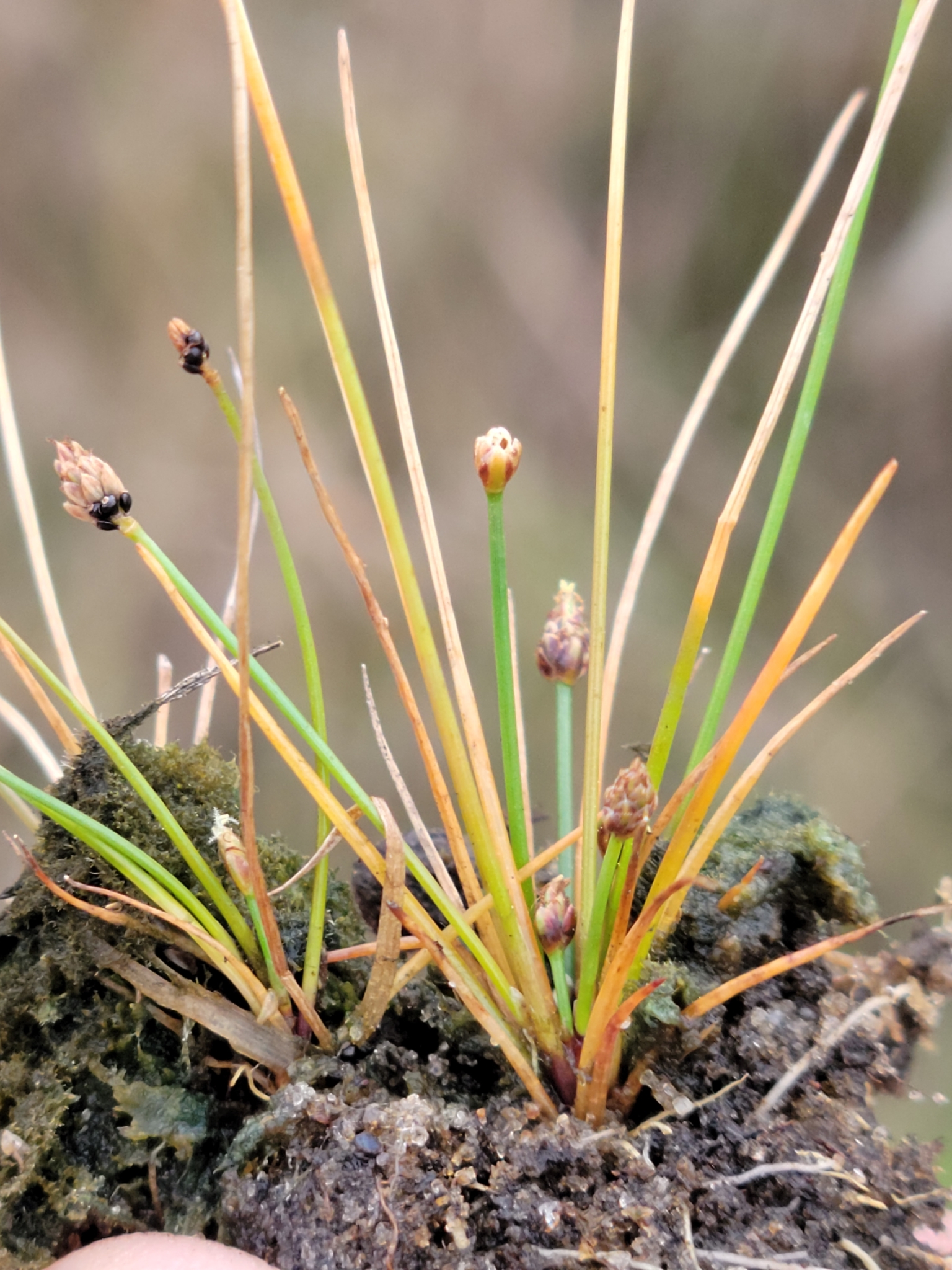 Eleocharis atropurpurea