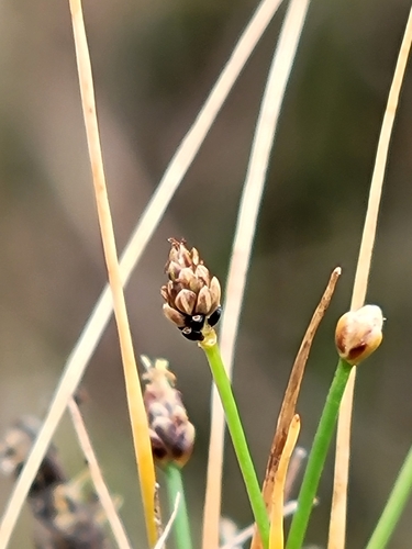 Image of Eleocharis atropurpurea by (c) Jay Horn, some rights reserved (CC BY)