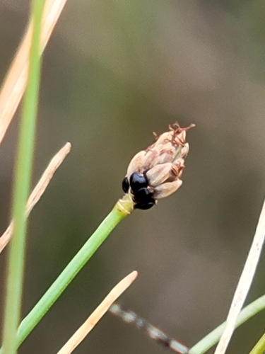 Image of Eleocharis atropurpurea by (c) Jay Horn, some rights reserved (CC BY)