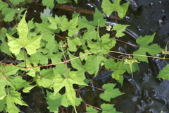 Vitis palmata