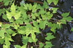 Vitis palmata