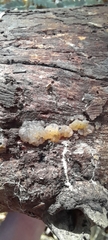 Tremella globispora