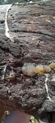 Tremella globispora