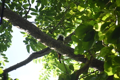 Saguinus oedipus