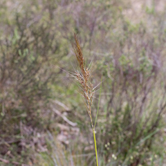 Austrostipa mollis