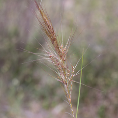 Austrostipa mollis