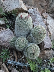 Escobaria chihuahuensis