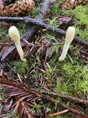 Trichoderma leucopus