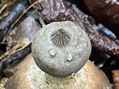 Sulcostomata