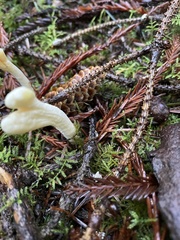 Trichoderma leucopus