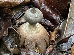 Sulcostomata