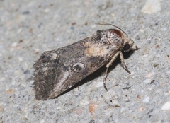 Aleptina inca