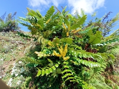 Berberis napaulensis